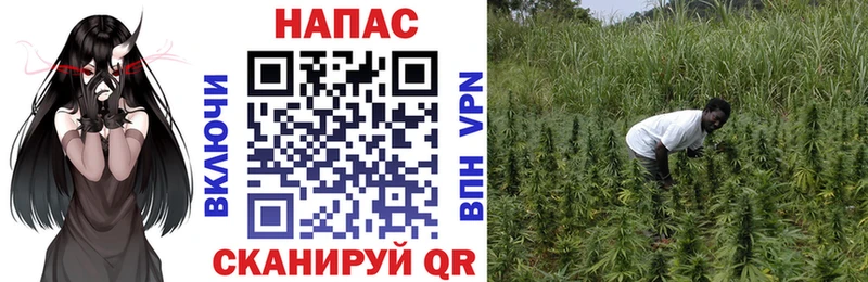 Лсд 25 Гусев